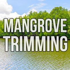 Find out more about our mangrove maintenance